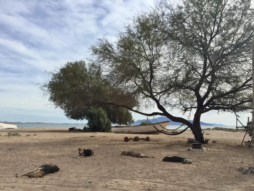 Un árbol solitario de copa ancha en un terreno seco y despejado bajo un cielo azul. Grupo de perros descansando